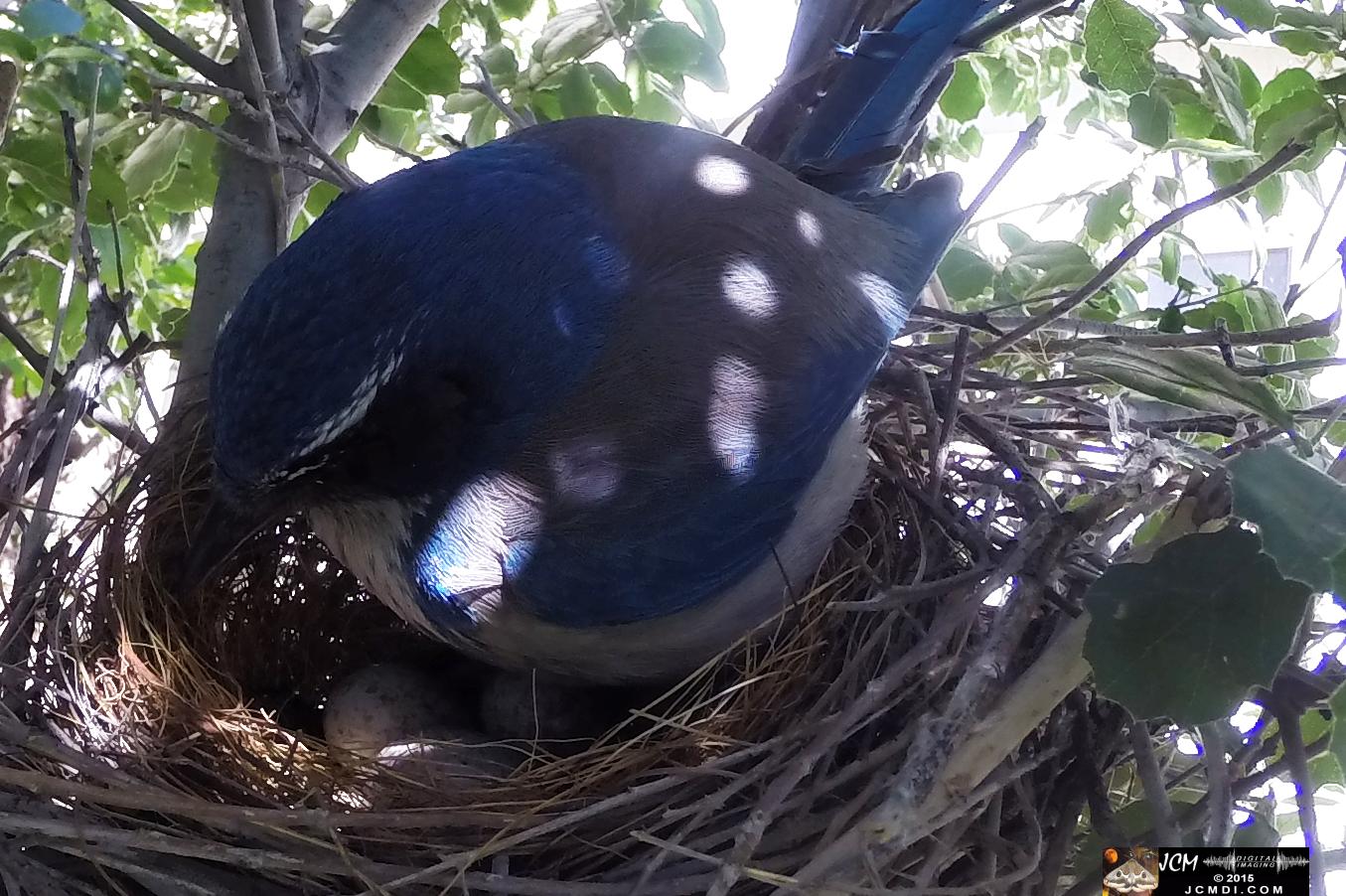 Scrub Jay female inspects eggs